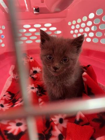 FAIRYTALE, Baby Domestic Short Hair (medium coat), cat for adoption in Campbell, California