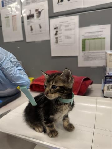 (BLUE), Baby Domestic Short Hair (medium coat), cat for adoption in Campbell, California