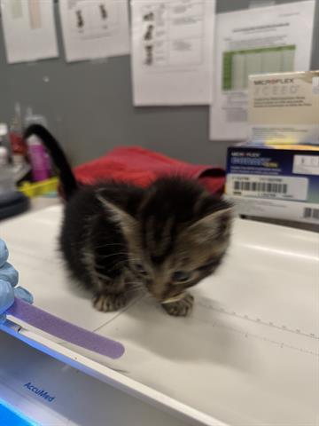 (PURPLE), Baby Domestic Short Hair (medium coat), cat for adoption in Campbell, California