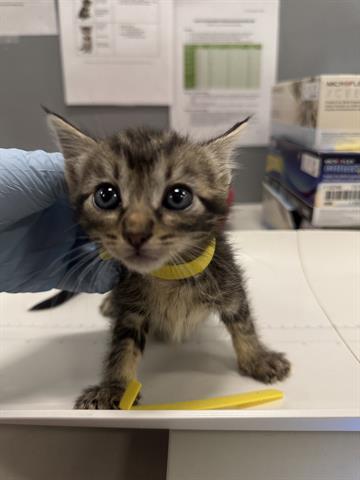 (YELLOW), Baby Domestic Short Hair (medium coat), cat for adoption in Campbell, California