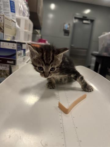 (TAN FEMALE), Baby Domestic Short Hair (medium coat), cat for adoption in Campbell, California