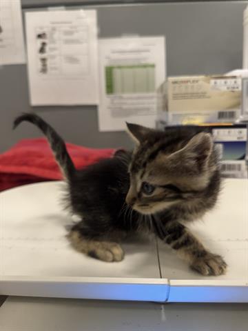 (NONE MALE), Baby Domestic Short Hair (medium coat), cat for adoption in Campbell, California