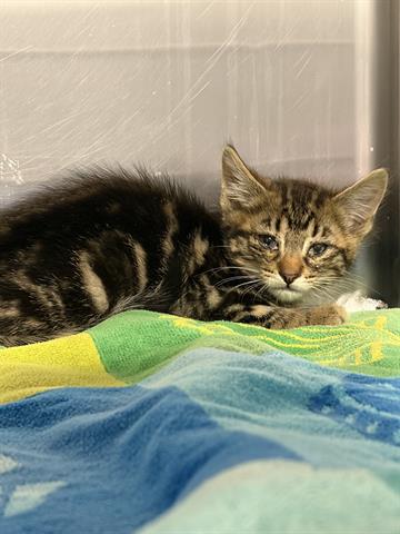 YOSHI, Baby Domestic Short Hair (medium coat), cat for adoption in Campbell, California