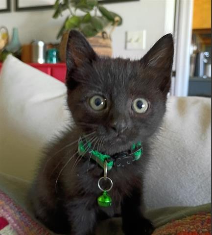 GHEE, an adoptable Domestic Short Hair in San Martin, CA