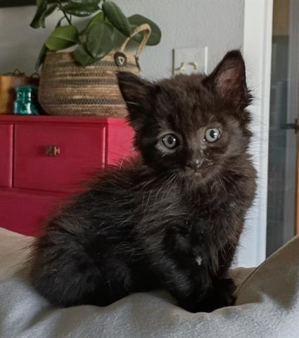 NILES, an adoptable Domestic Short Hair in San Martin, CA