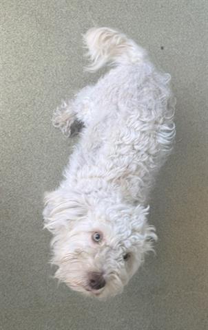 LUMIERE, an adoptable Poodle in San Martin, CA