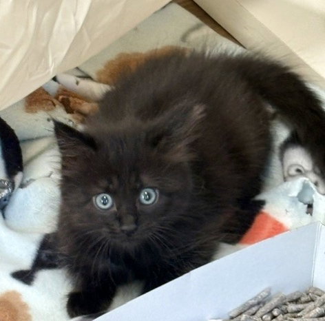 NOVA, an adoptable Domestic Medium Hair in San Martin, CA