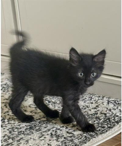 COSMO, an adoptable Domestic Medium Hair in San Martin, CA