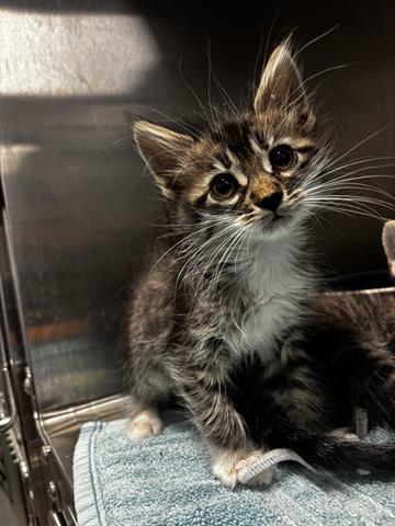 LONDON, an adoptable Domestic Short Hair in San Martin, CA