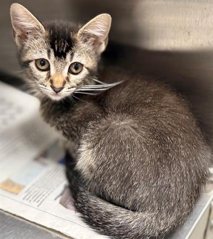 MINI, an adoptable Domestic Short Hair in San Martin, CA