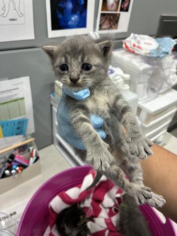 NEPTUNE, an adoptable Domestic Short Hair in San Martin, CA