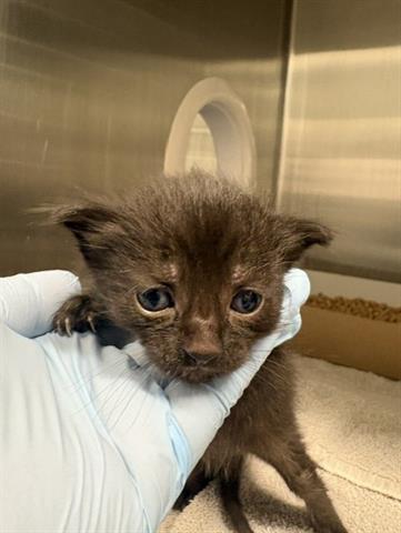 COOKIE, an adoptable Domestic Medium Hair in San Martin, CA