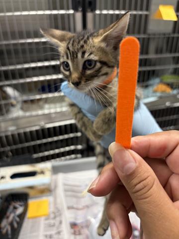 RIO, an adoptable Domestic Short Hair in San Martin, CA