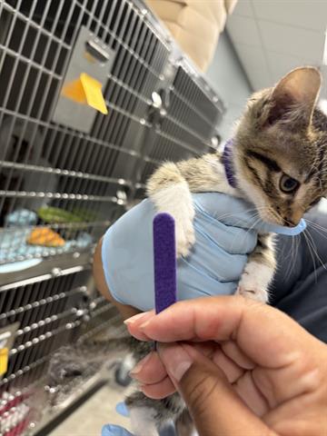 PARIS, an adoptable Domestic Short Hair in San Martin, CA
