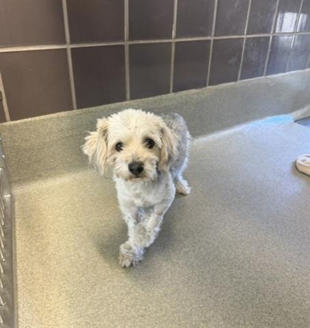 ROCKET, an adoptable Lhasa Apso in San Martin, CA