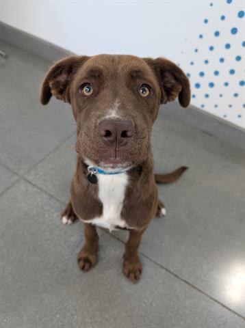 Cocoa