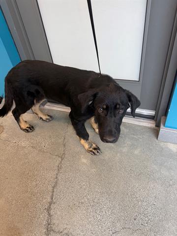 OTIS, an adoptable German Shepherd Dog in San Martin, CA