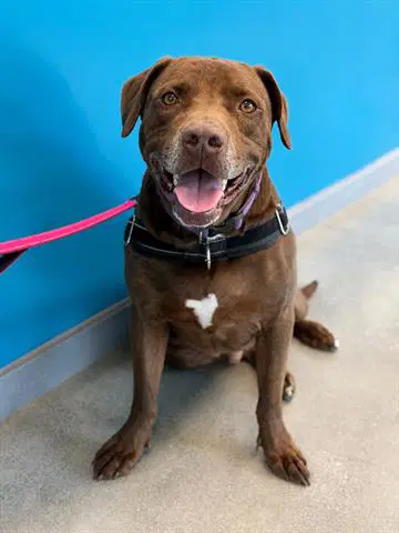 Moose - Labrador Retriever