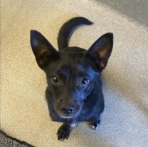 Chloe