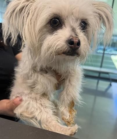 ELOISE, an adoptable Maltese in San Martin, CA