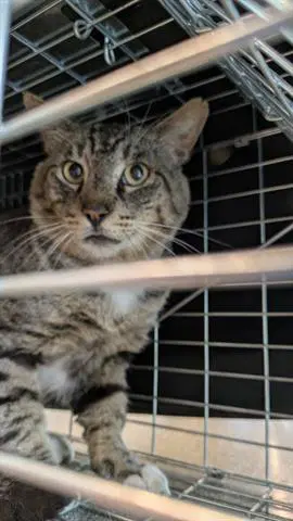Unknown - Domestic Medium Hair