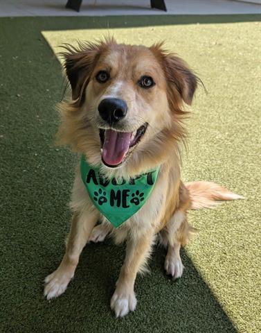 RUSTY, an adoptable rescue dog