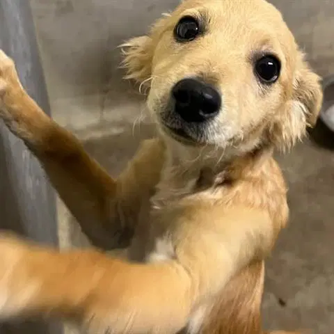 Logan - Chihuahua