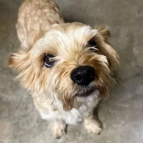 Gordon - Yorkshire Terrier Yorkie