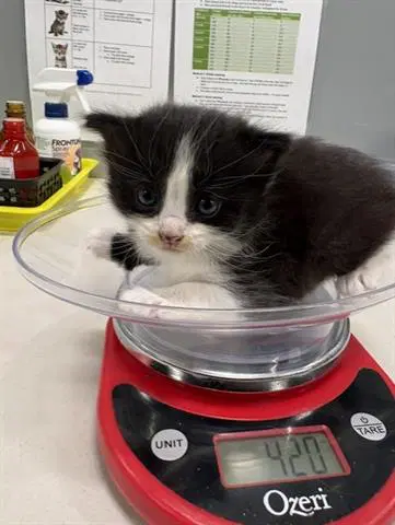 Gia - Domestic Short Hair