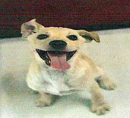 Jessica Aguirre - Labrador Retriever