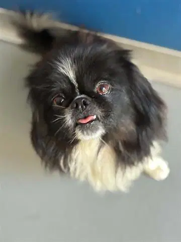 Marcus Washington - Pekingese