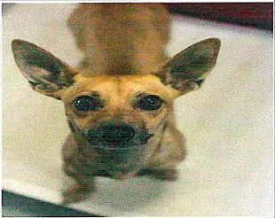 Chris Chmura - Chihuahua