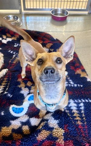 picture of the dog needing adoption
