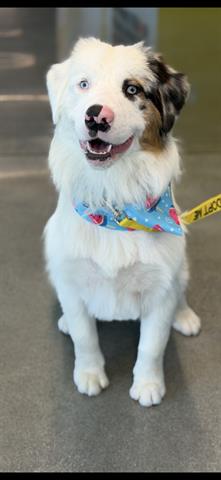 picture of the dog needing adoption