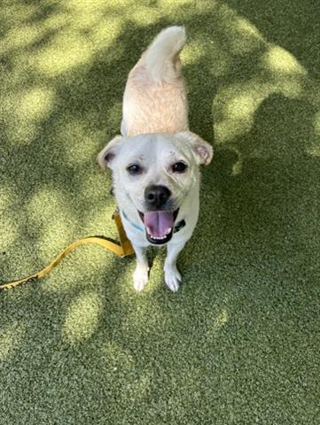 picture of the dog needing adoption