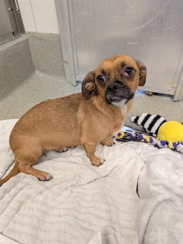 picture of the dog needing adoption