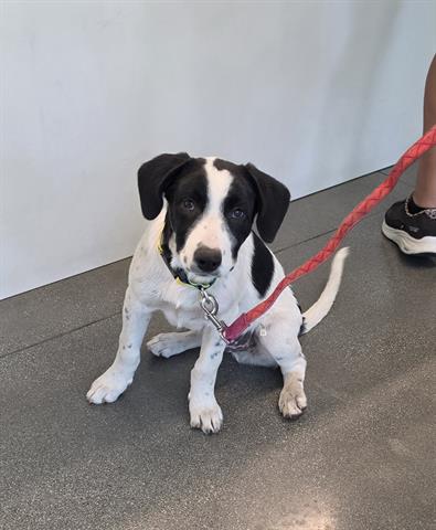 picture of the dog needing adoption