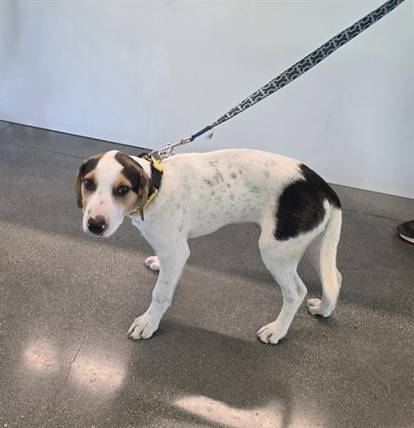 picture of the dog needing adoption