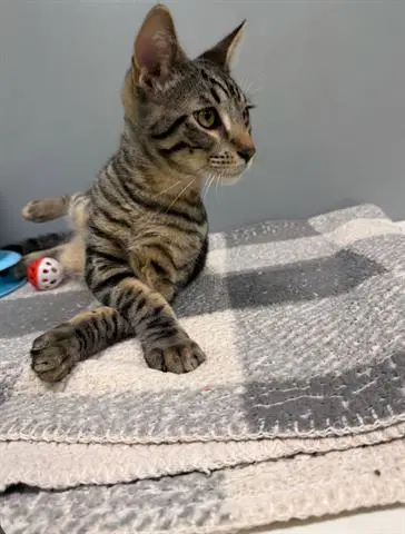 Jellybean - Domestic Medium Hair