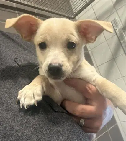 Ryan - Chihuahua