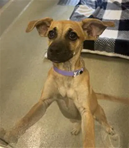 Kristen - Chihuahua