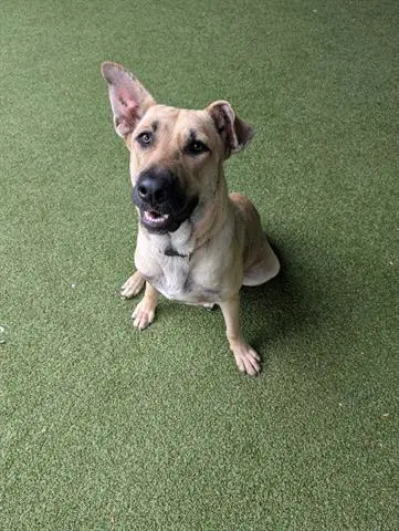 Unknown - German Shepherd Dog
