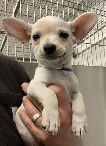Bradley - French Bulldog