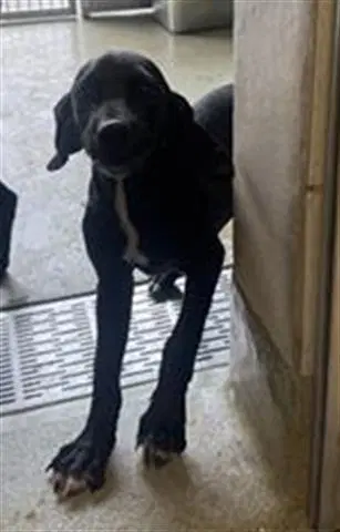 Loretta - Plott Hound