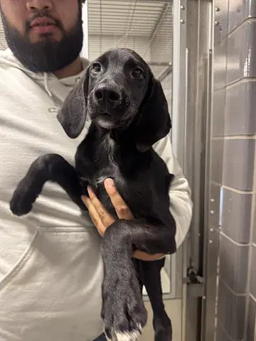 Blake - Plott Hound