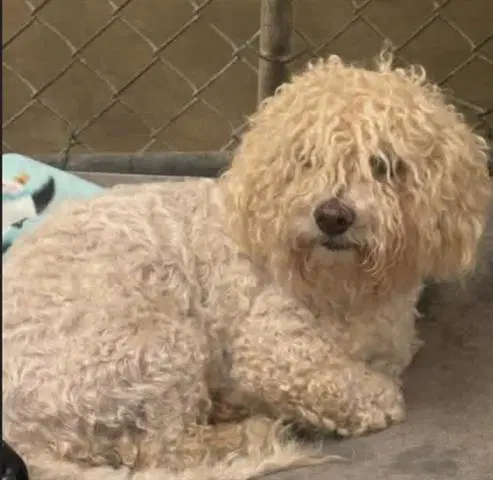 Rob - Poodle (Miniature)