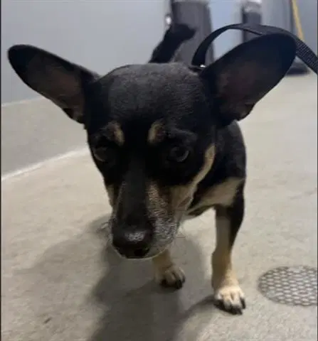 Minnie - Chihuahua