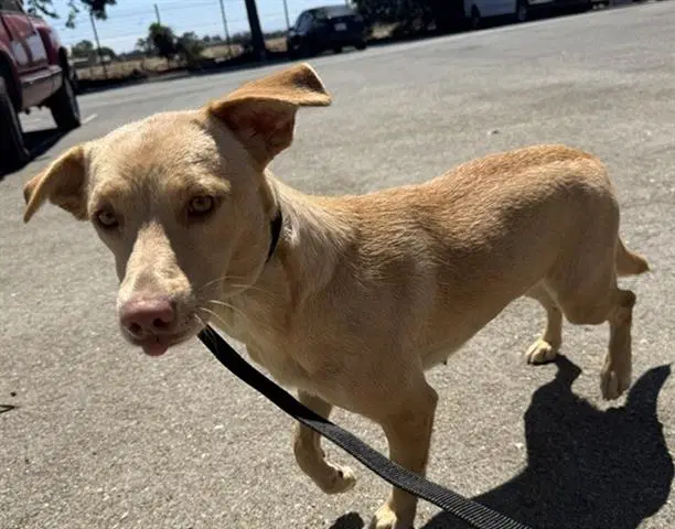 Sydney - Patterdale Terrier (Fell Terrier)