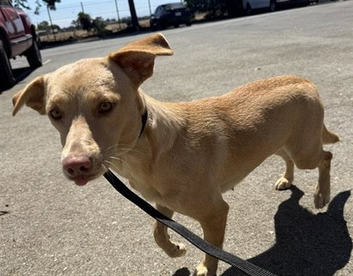 picture of the dog needing adoption