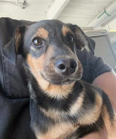 Steven - Patterdale Terrier (Fell Terrier)